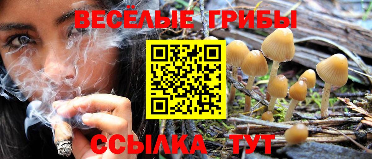 Галлюциногенные грибы Psilocybe Изобильный